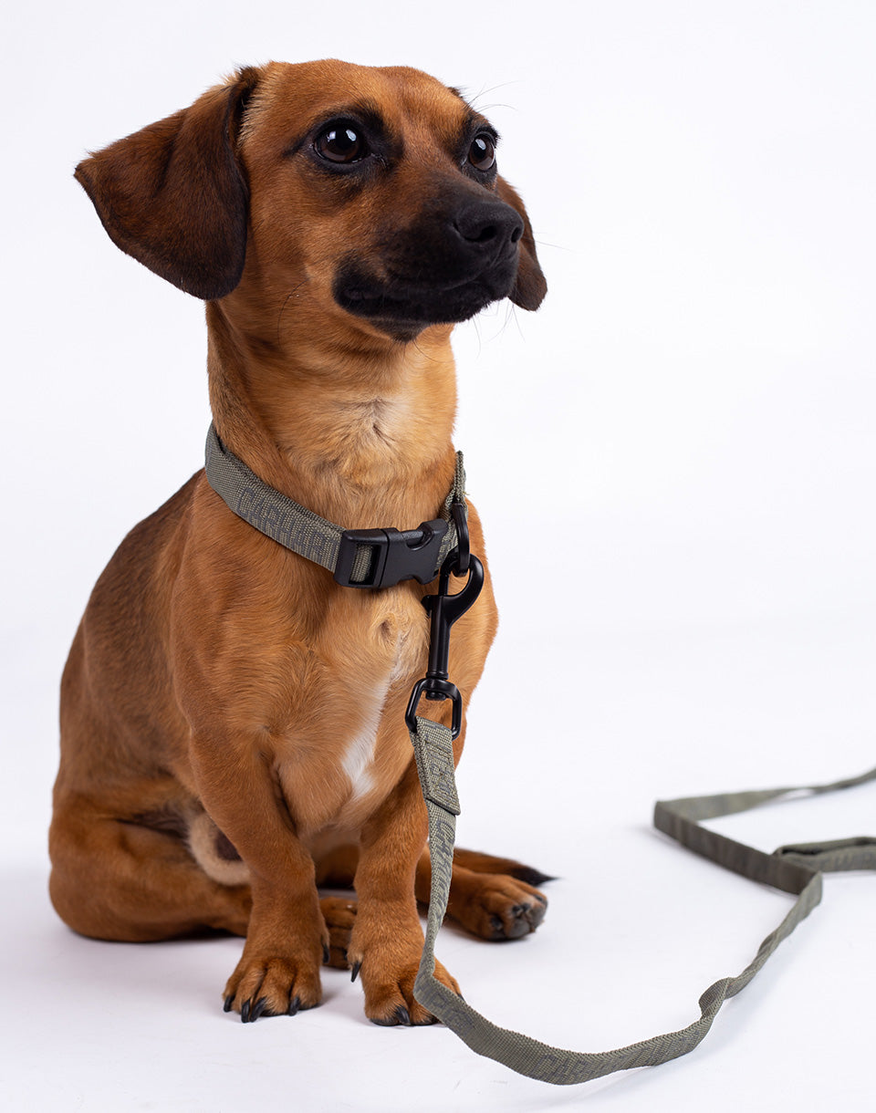 Tour Dog Leash & Collar