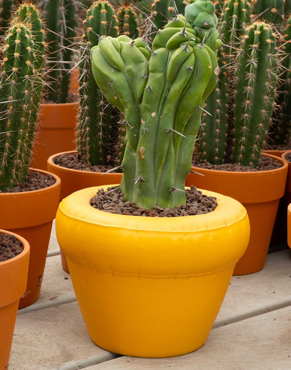 Planter PIERRE